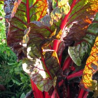 Bietola rossa Vulkan (Beta vulgaris var. cicla) semi