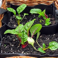 Bietola rossa Vulkan (Beta vulgaris var. cicla) semi