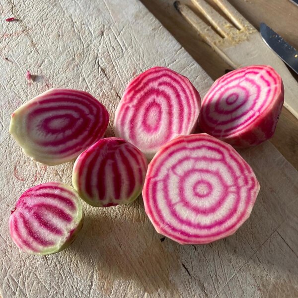 Barbabietola Tonda di Chioggia (Beta vulgaris) semi