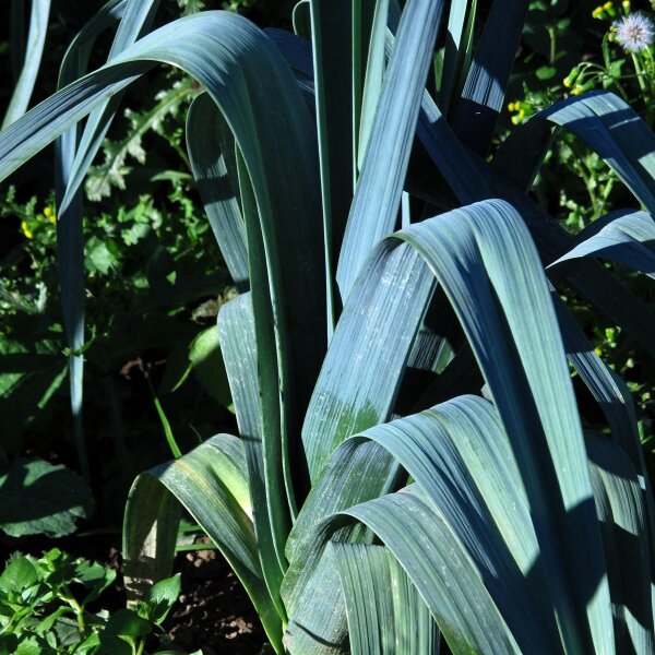 Porro Blauwgroene Winter (Allium porrum) biologico semi