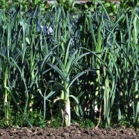 Porro "Blauwgroene Winter" (Allium porrum) biologico semi