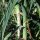 Porro Blauwgroene Winter (Allium porrum) biologico semi