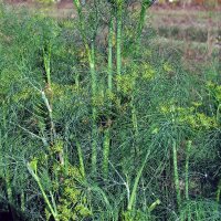 Aneto (Anethum graveolens) biologico semi