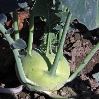 Cavolo rapa Superschmelz (Brassica oleracea var. gongylodes) biologico semi