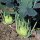 Cavolo rapa Superschmelz (Brassica oleracea var. gongylodes) biologico semi