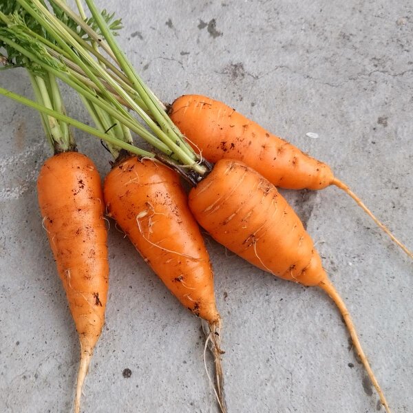 Carota Rodelika (Daucus carota) biologica semi