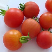 Pomodoro Matina (Solanum lycopersicum) biologico semi