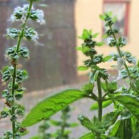 Basilico a foglia media (Ocimum basilicum) biologico semi