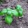 Basilico a foglia media (Ocimum basilicum) biologico