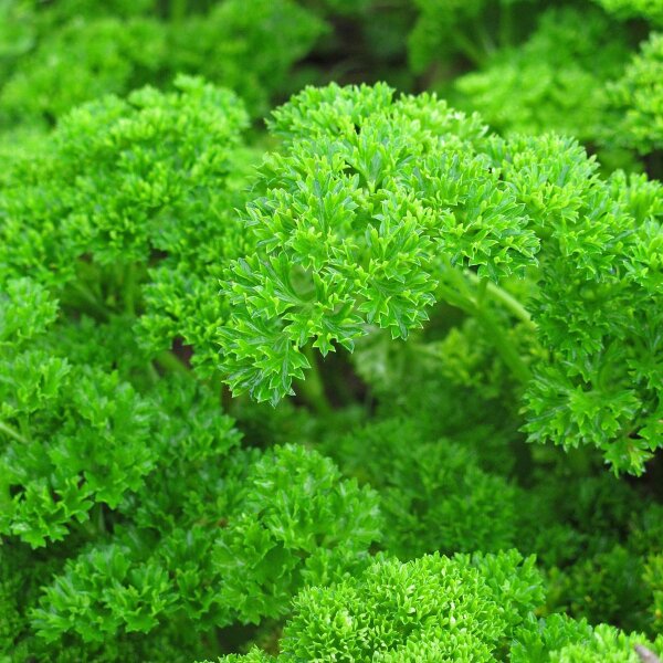 Prezzemolo riccio Mooskrause (Petroselinum crispum) biologico semi
