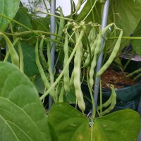 Fagiolo Nano Saxa (Phaseolus vulgaris) biologico semi