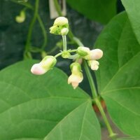 Fagiolo Nano Saxa (Phaseolus vulgaris) biologico semi