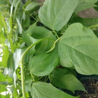 Fagiolo Nano Saxa (Phaseolus vulgaris) biologico semi