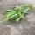 Fagiolo Nano Saxa (Phaseolus vulgaris) biologico semi