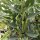 Fava Hangdown (Vicia faba) biologico semi