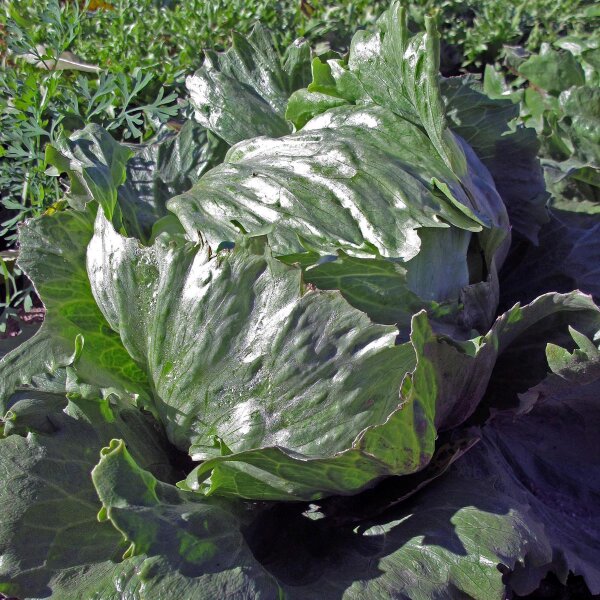 Lattuga Iceberg Laibacher Eis (Lactuca sativa) biologica semi