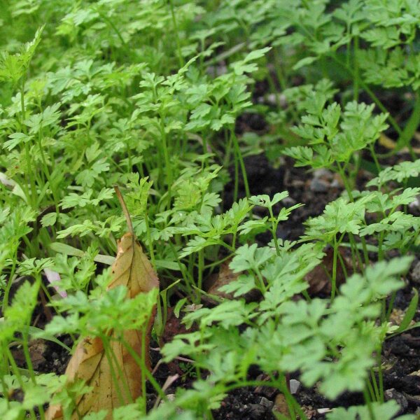 Cerfoglio (Anthriscus cerefolium) biologico semi