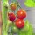 Pomodorino ciliegino Zuckertraube (Solanum lycopersicum) biologico semi