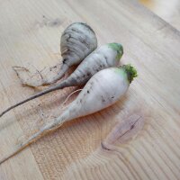 Rapa Teltow (Brassica rapa var. teltowiensis) semi