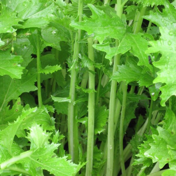 Friarelli /Cime di rapa (Brassica rapa) semi