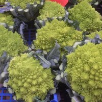 Broccolo romano (Brassica oleracea) semi