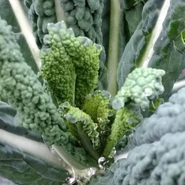 HORTUS 500 Semillas De Col Repollo 'Verza Pacenza Invernale' (Brassica Oleracea) - Cosecha Otoño-Invierno