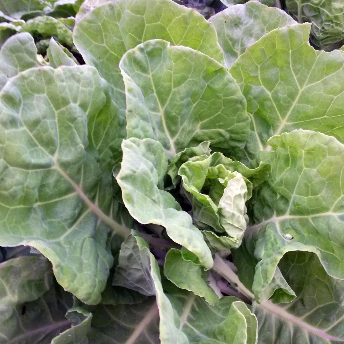 Cavolo riccio 'Butterkohl' (Brassica oleracea convar. capitata) - circa ...