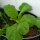 Cavolo riccio "Butterkohl"  (Brassica oleracea convar. capitata) semi
