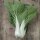 Cavolo cinese pak choi (Brassica rapa, subsp. chinensis) semi