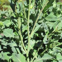 Cavolo selvatico (Brassica oleracea ssp. oleracea)
