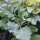 Cavolo selvatico (Brassica oleracea ssp. oleracea)