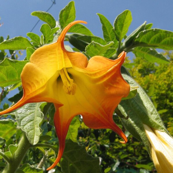 Trombone dangelo (Brugmansia suaveolens) semi
