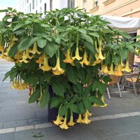 Trombone dangelo (Brugmansia suaveolens) semi