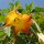 Trombone dangelo (Brugmansia suaveolens) semi