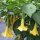 Trombone dangelo (Brugmansia suaveolens) semi