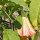 Trombone dangelo (Brugmansia suaveolens) semi