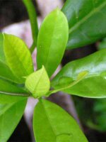 Sanango (Brunfelsia grandiflora) semi