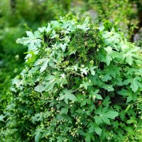 Vite bianca (Bryonia dioica) semi