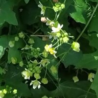 Vite bianca (Bryonia dioica) semi