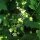 Vite bianca (Bryonia dioica) semi