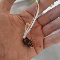 Bulbocastano piriforme (Conopodium majus) semi
