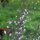 Nepitella / Mentuccia (Calamintha nepata) semi