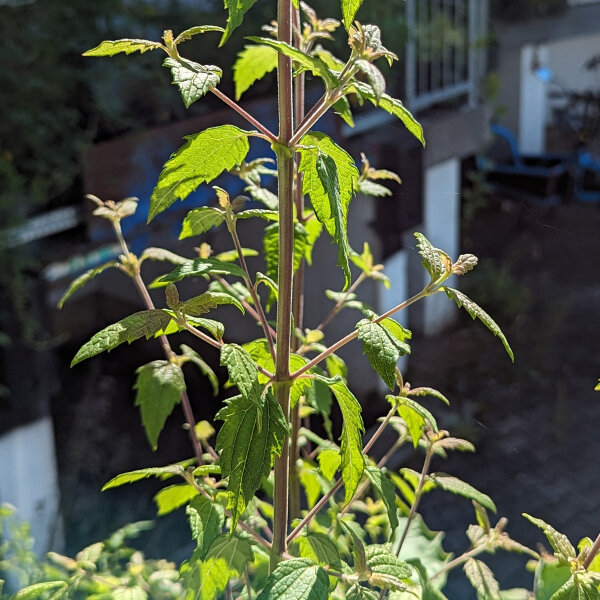 Erba dei sogni (Calea zacatechichi) semi