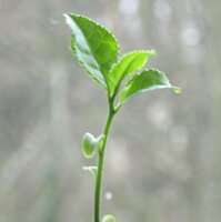 Pianta del tè (Camellia sinensis) semi