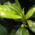 Pianta del tè (Camellia sinensis) semi