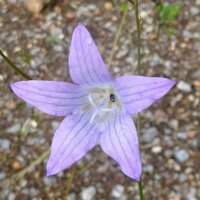 Campanula commestibile (Campanula rapunculus) semi