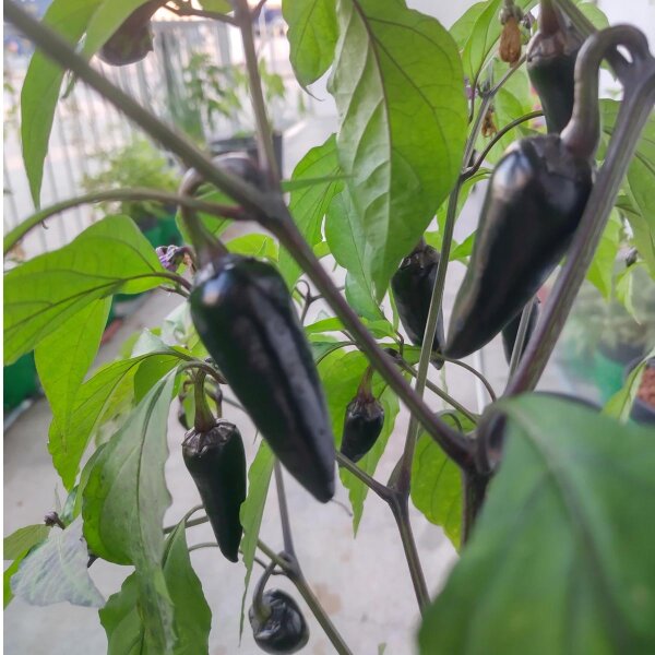 Peperoncino Poblano (Capsicum annuum) semi