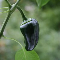 Peperoncino Poblano (Capsicum annuum) semi