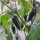 Peperoncino Poblano (Capsicum annuum) semi