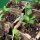 Peperoncino Poblano (Capsicum annuum) semi